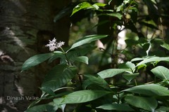 Chassalia curviflora var. ophioxyloides
